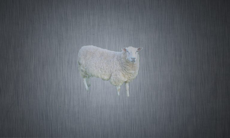 35575-sheep