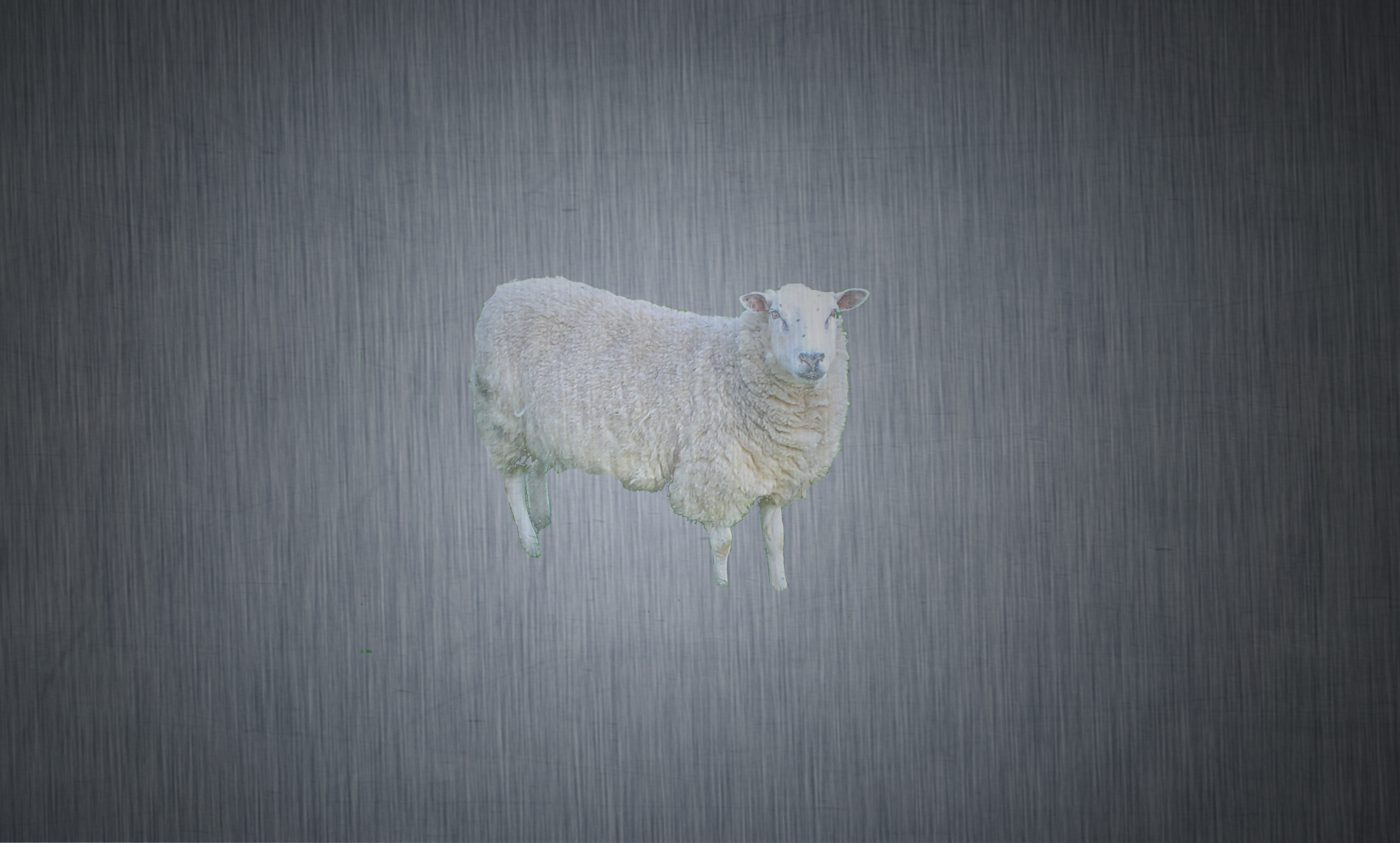 35575-sheep