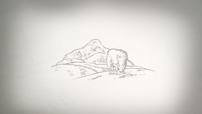 44020-sheep