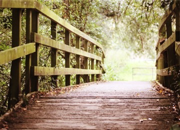 bridge_in_woods_resized_0
