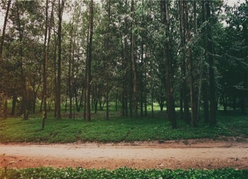 dirt_road_by_forest_resized_0