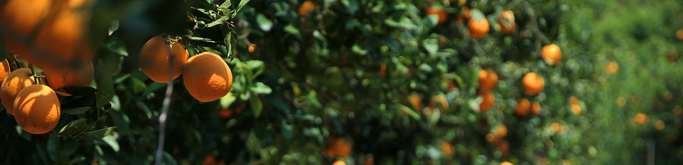 orange_grove