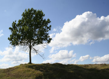 tree_on_hill_resized
