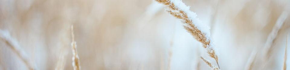 wheat_4
