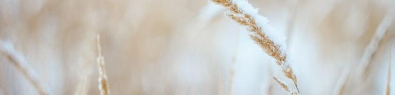 wheat_7