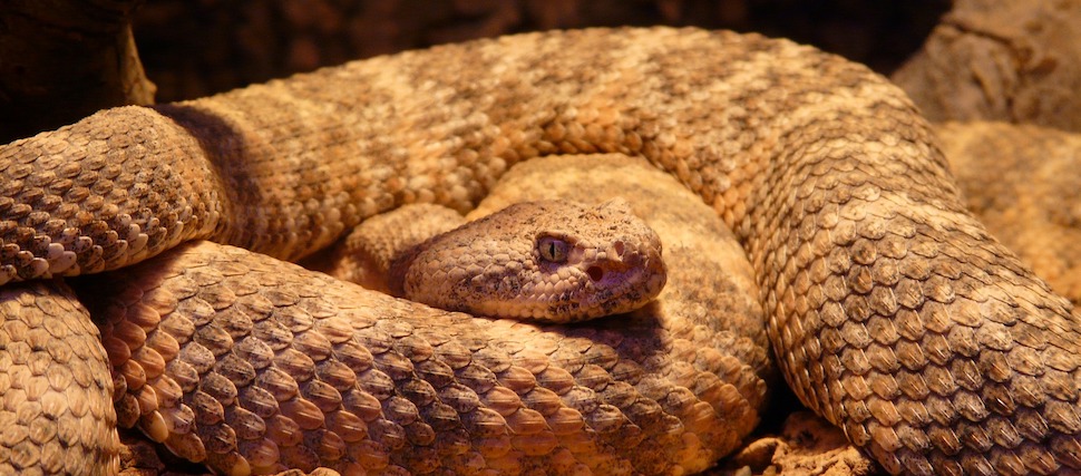 snake_970_425