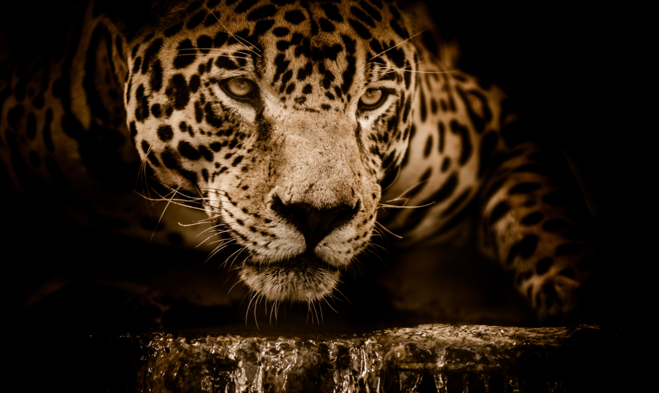 big_cat