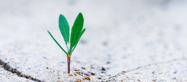 growing