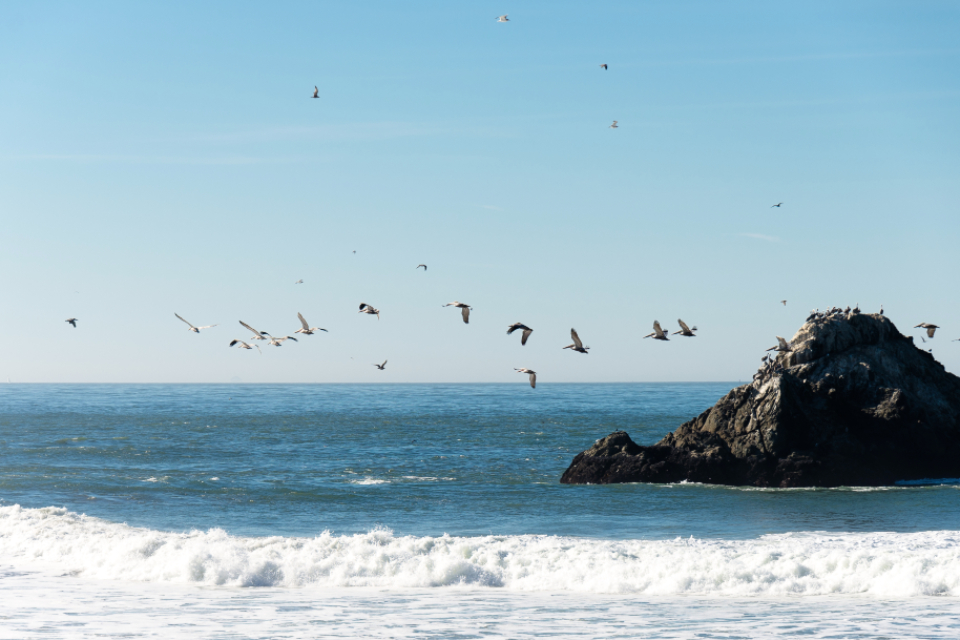 sea_gulls