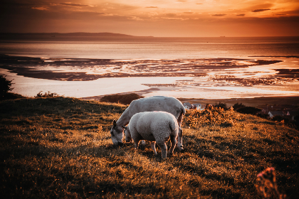 sheep-grazing_fpgdgf6kov