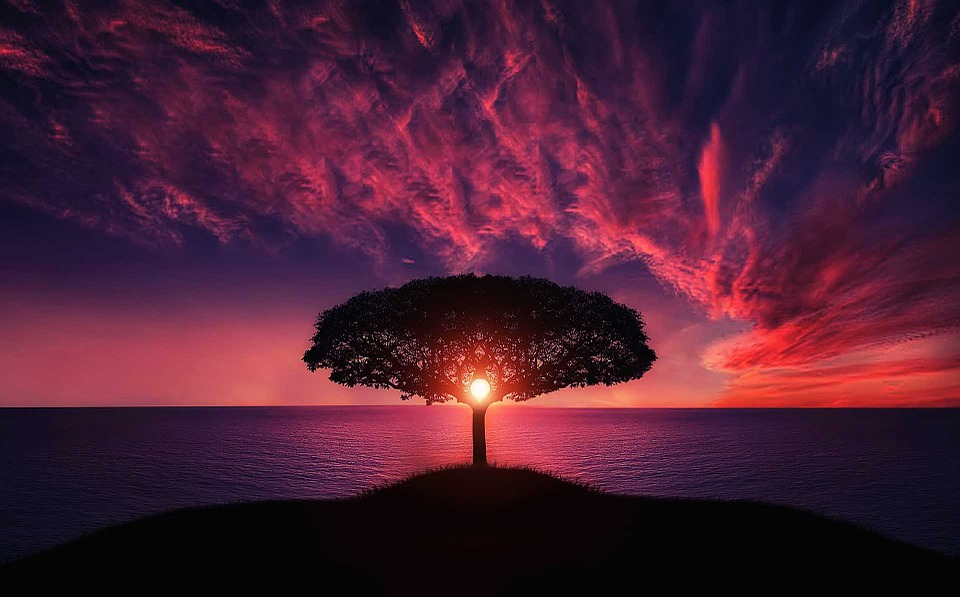 tree-736885_960_720