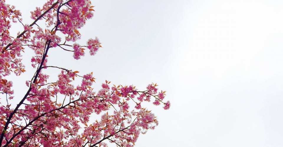 nature-plants_d1zknywz12