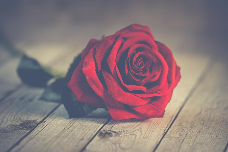 rose