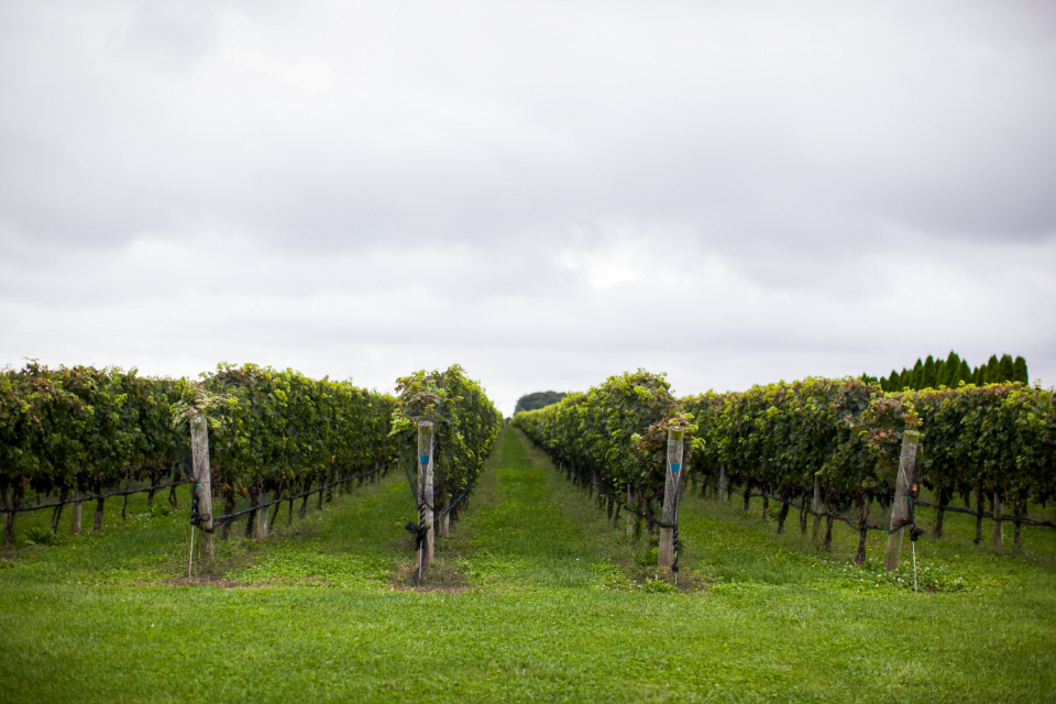 wine-vineyard_8xesezrybv