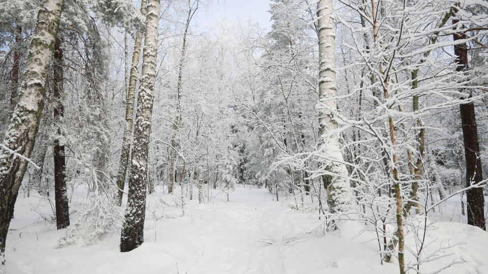 snow