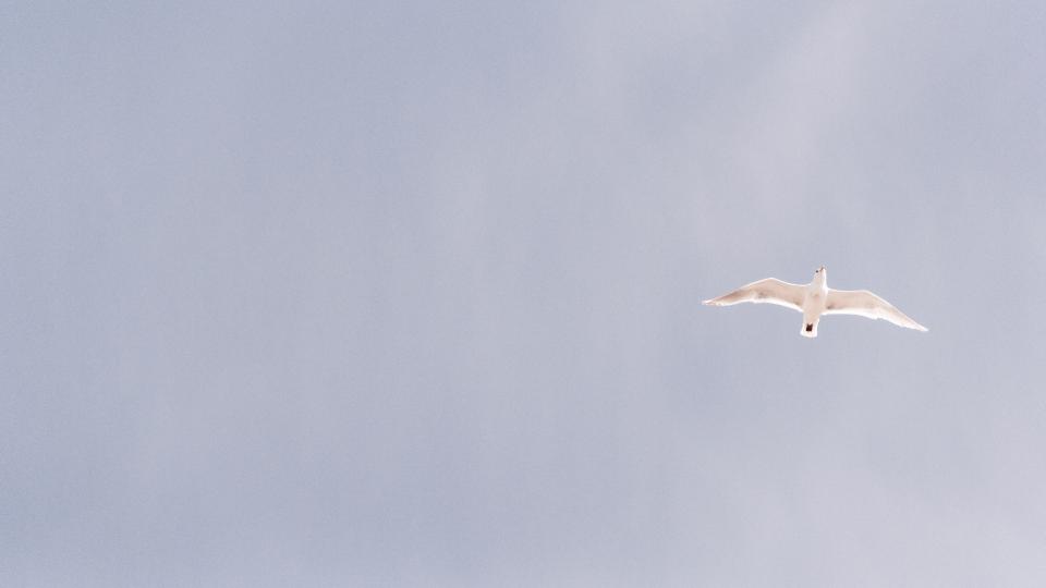 white_bird