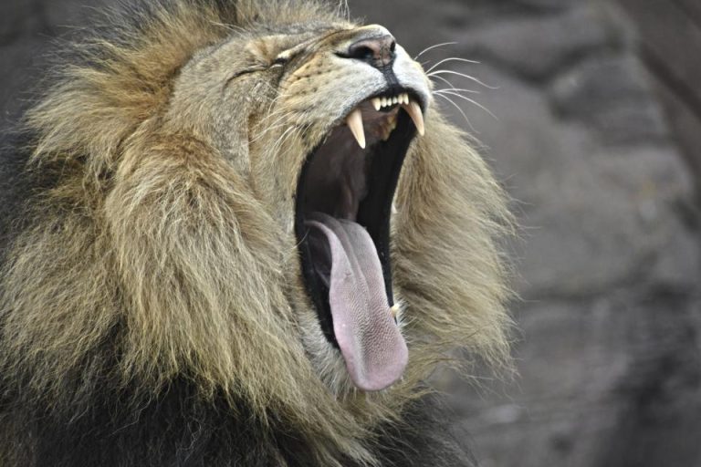 lion-wildlife_o10dn87wj8