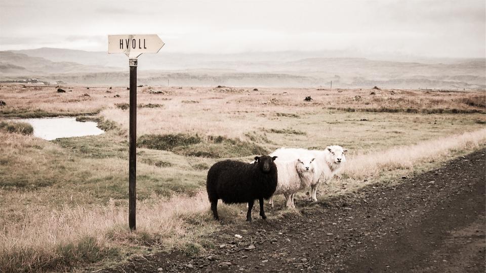 sheep-animals_c3dc4daa3e