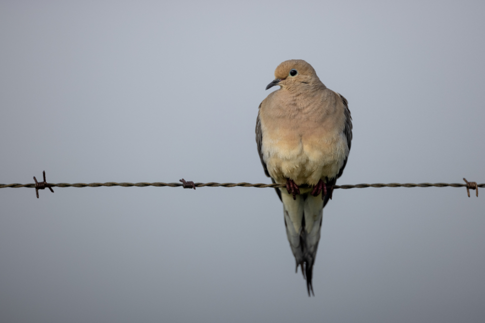 barbed_wire