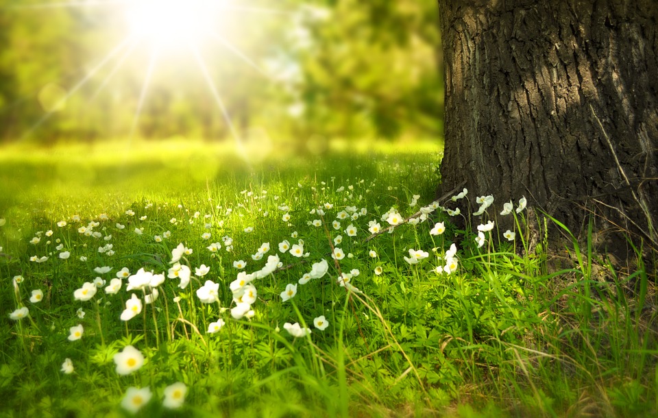 tree-276014_960_720