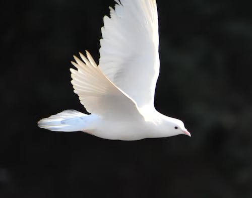 dove