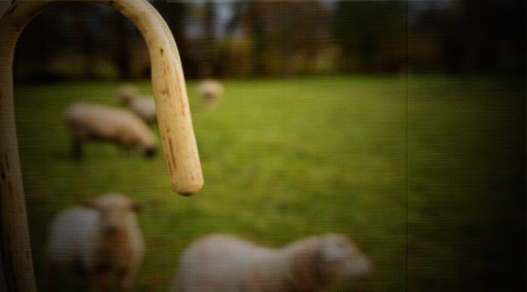 22222-shepherd-compassion