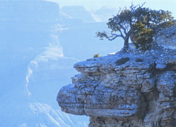 grand_canyon_w_tree_resized_1