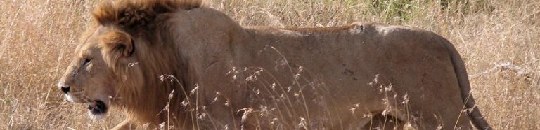 lion_prowl