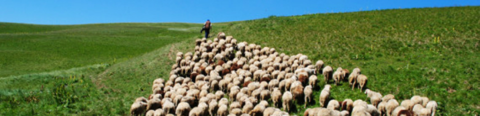 shepherd