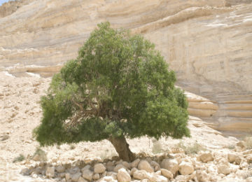 tree_in_desert_resized
