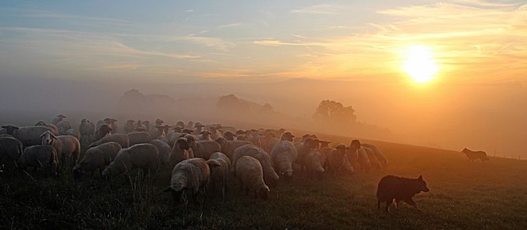 flock-of-sheep_970_425
