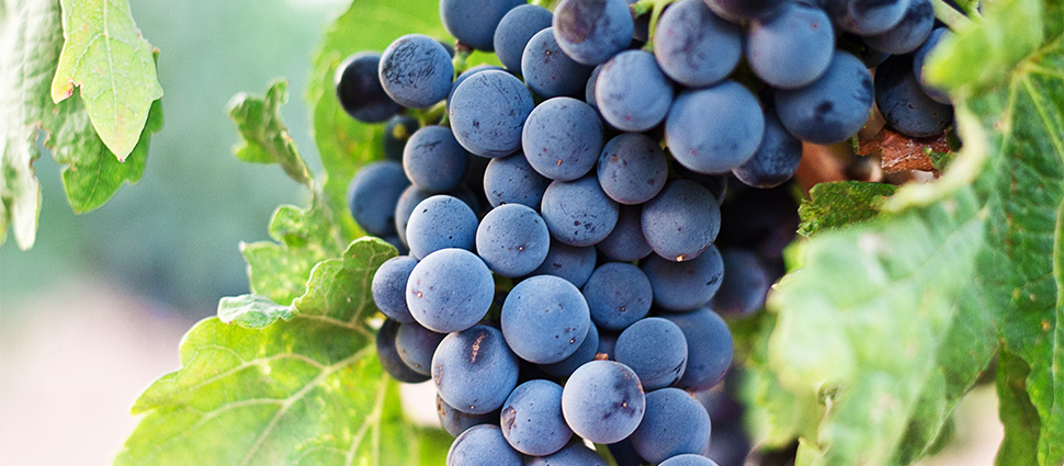 grapes_970_425