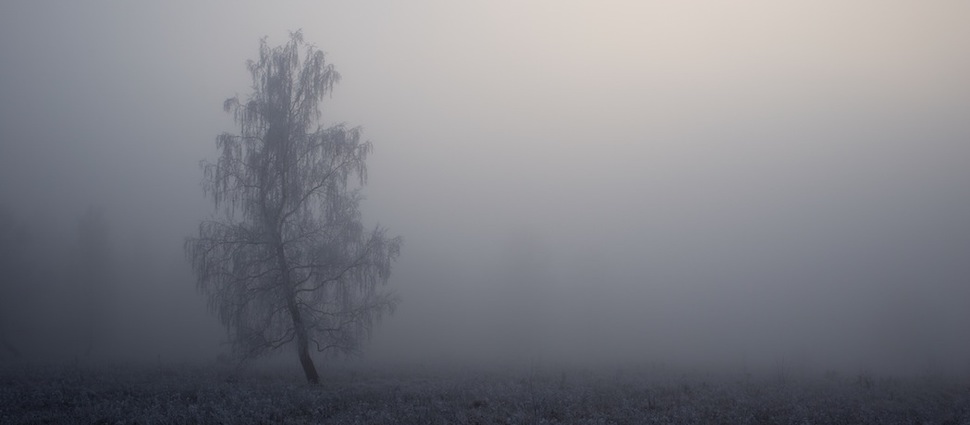tree_in_mist_970_425