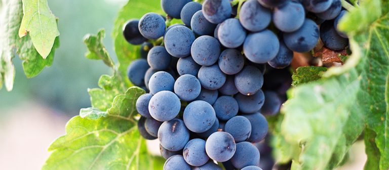 grapes_970_425