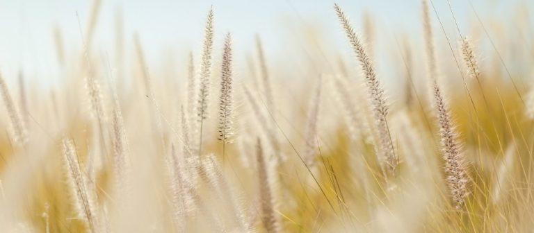 wheat_970_425