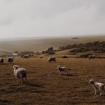sheep-lamb_7yk04grwvq