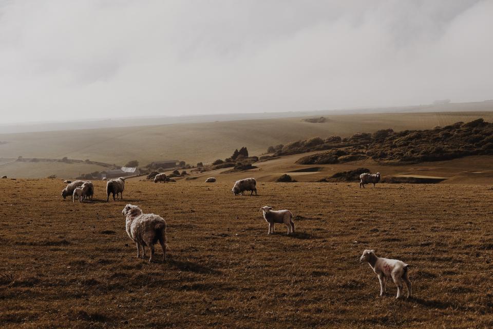 sheep-lamb_7yk04grwvq
