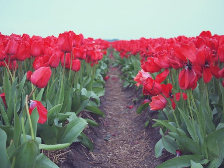 tulips