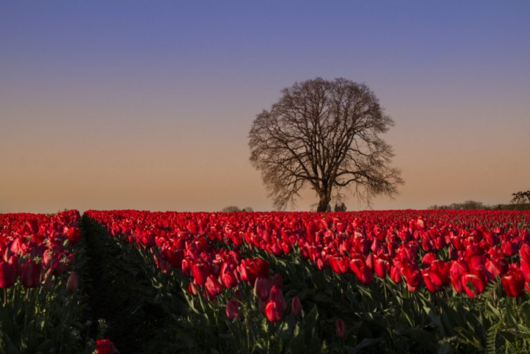 tulips-field_5hhdoesgzi