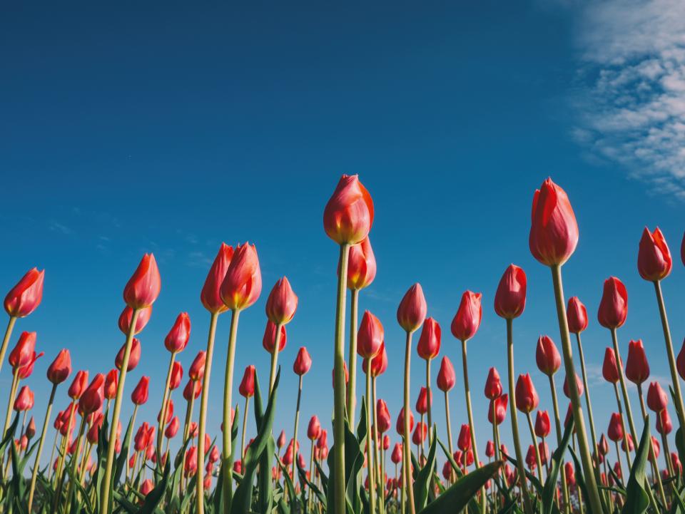 tulips_pointing