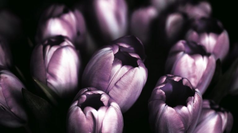 tulips_u50imc6d0c
