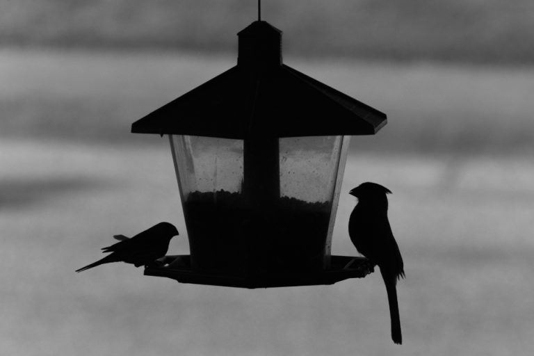 bird-feeder_sgcgklj9yi