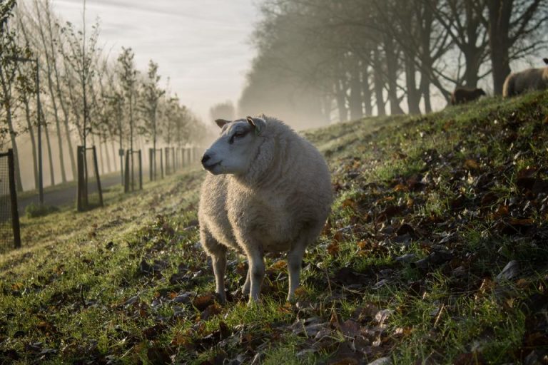 sheep_cx48vq5eu7