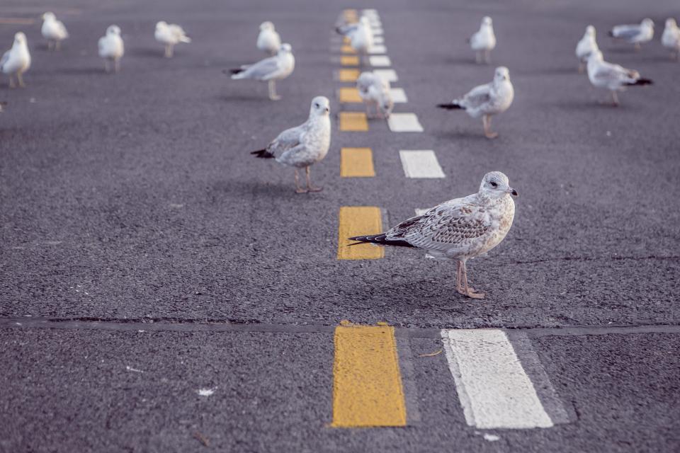 birds_on_road