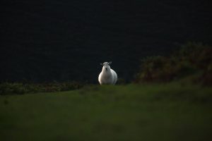 sheep