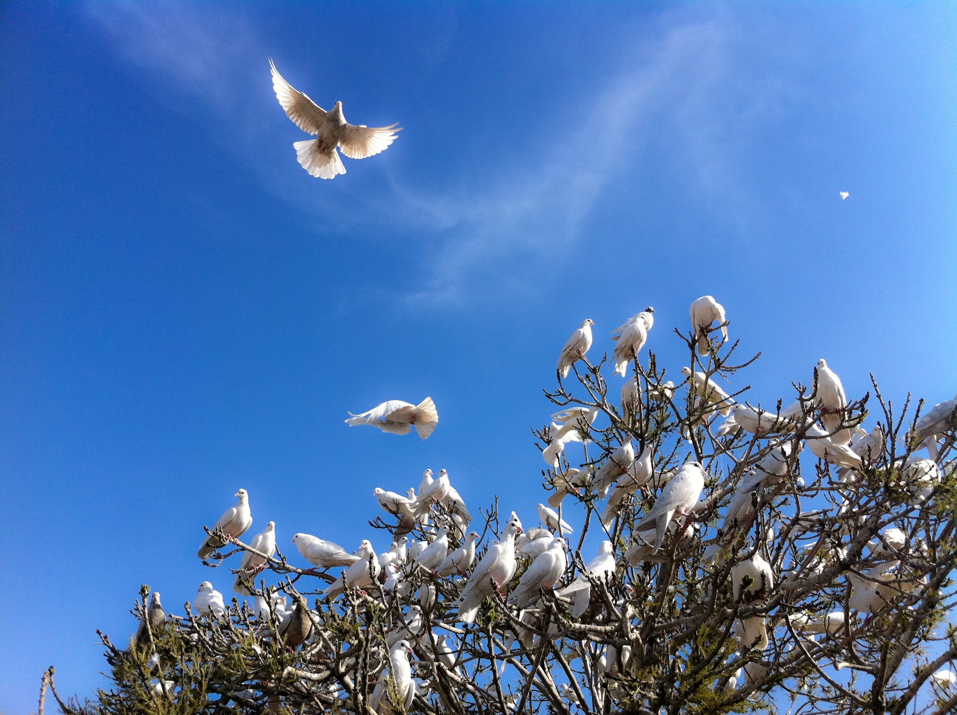 white_doves_at_the_blue_mosque_5778806606