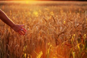 woman-wheat_ao0xjjmkxu