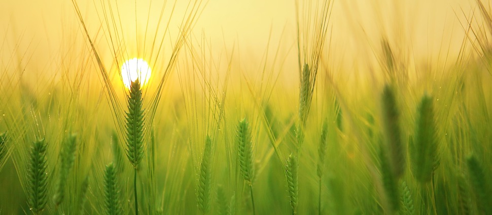 barley-field_970_425