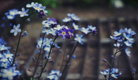 flowers-forgetmenot_bvsd17yvjl