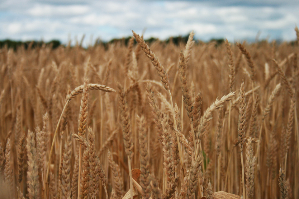 wheat-field_p6blrpigcm